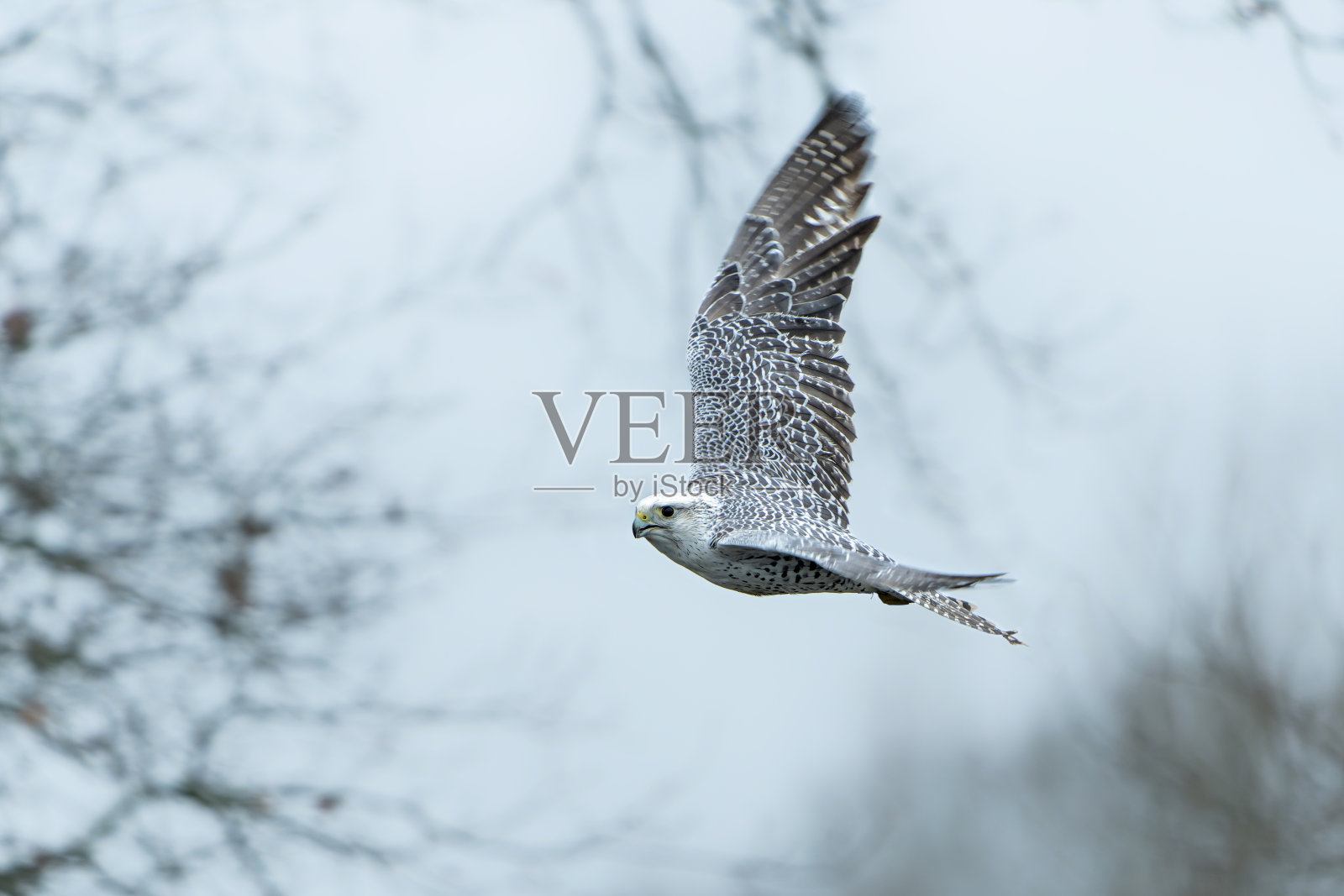 矛隼飞照片摄影图片