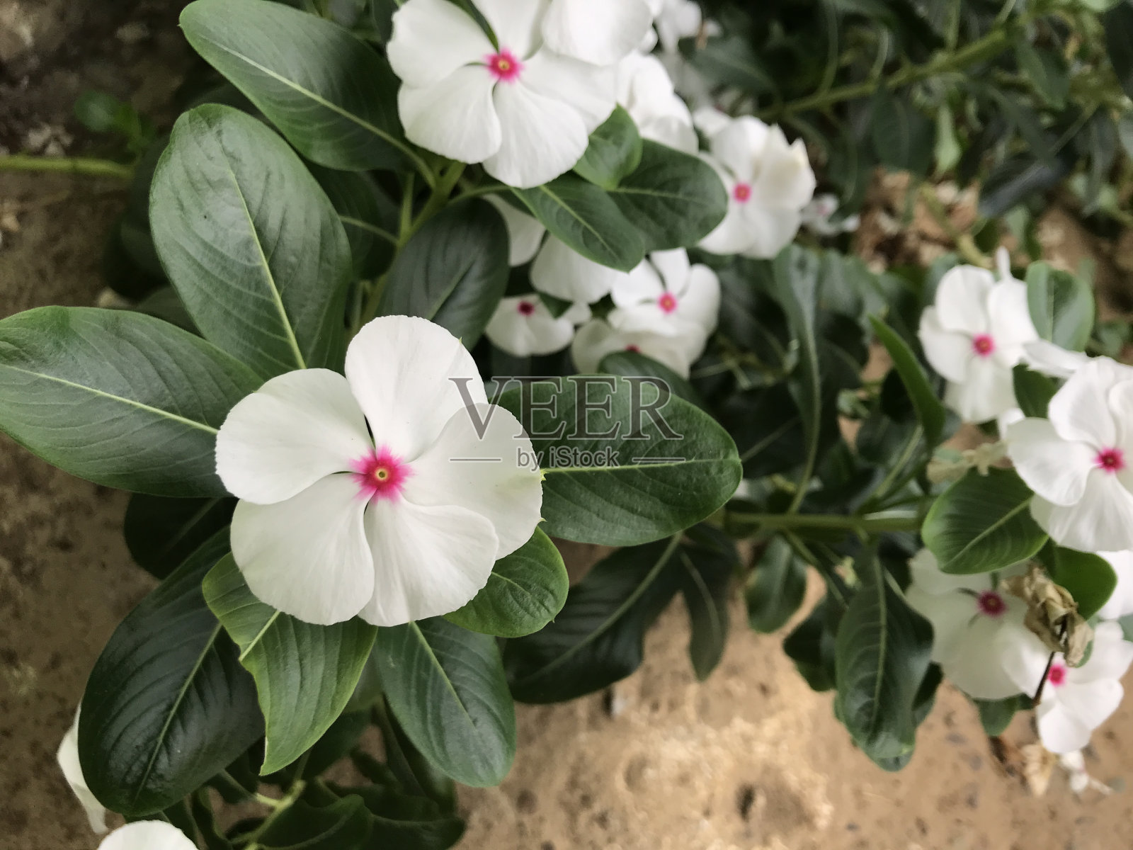 美丽的花白色和粉红色与叶绿色自然背景清新自然的传单，海报等照片摄影图片