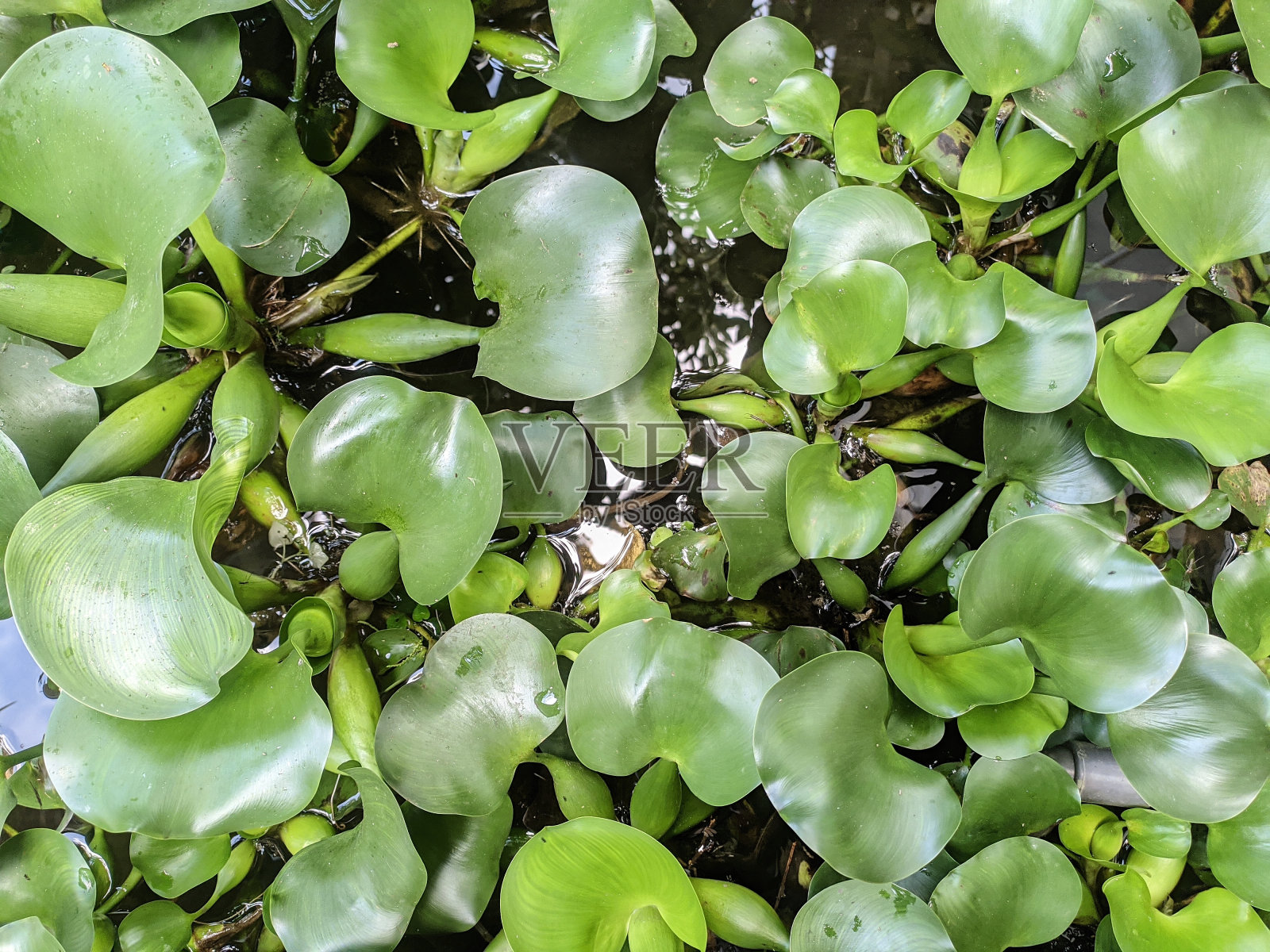 水葫芦照片摄影图片