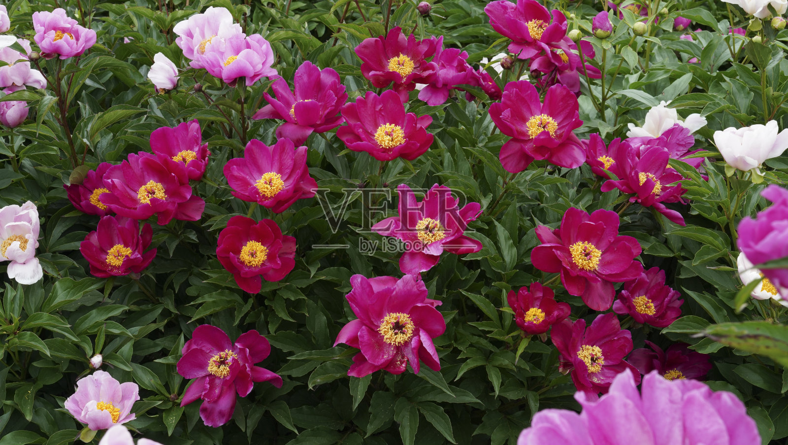 美丽的牡丹盛开在牡丹园。照片摄影图片