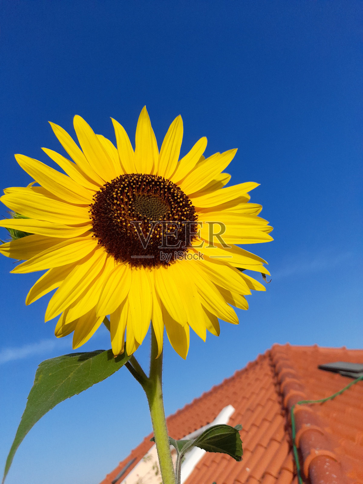 向日葵照片摄影图片