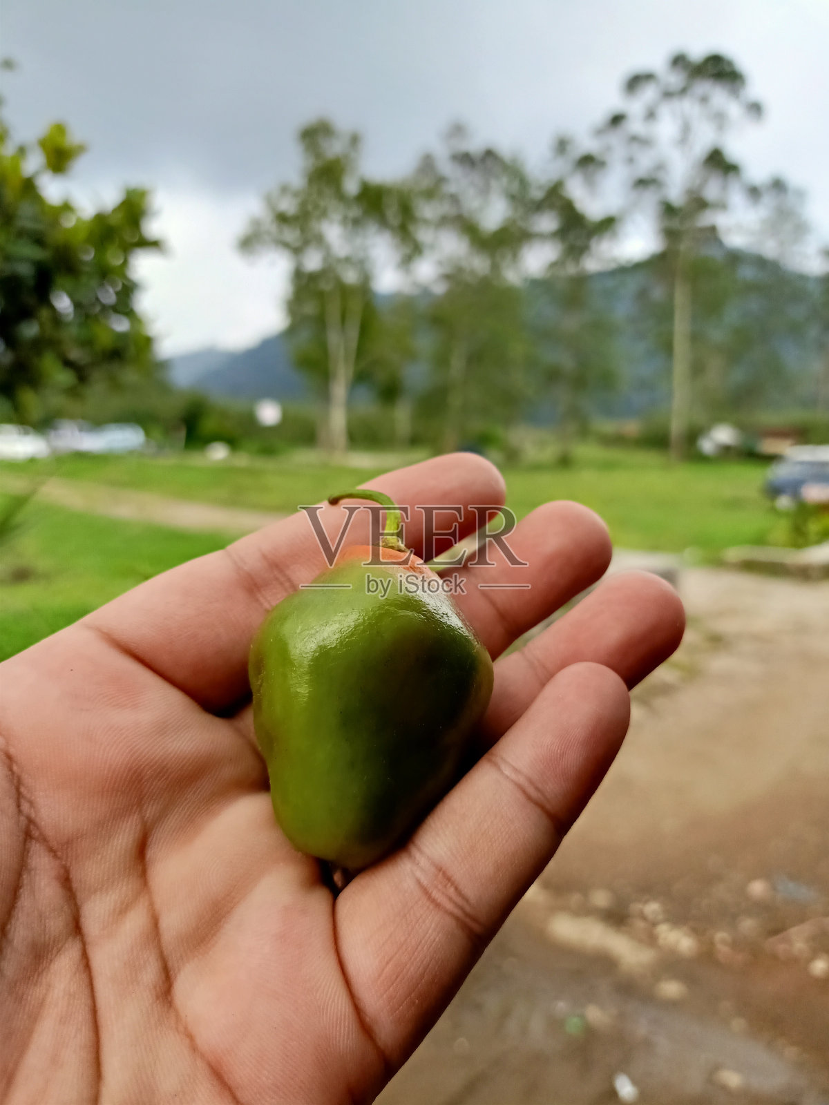 西红柿照片摄影图片