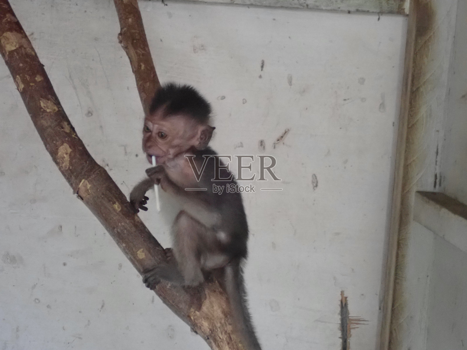 小猴子在吃糖照片摄影图片