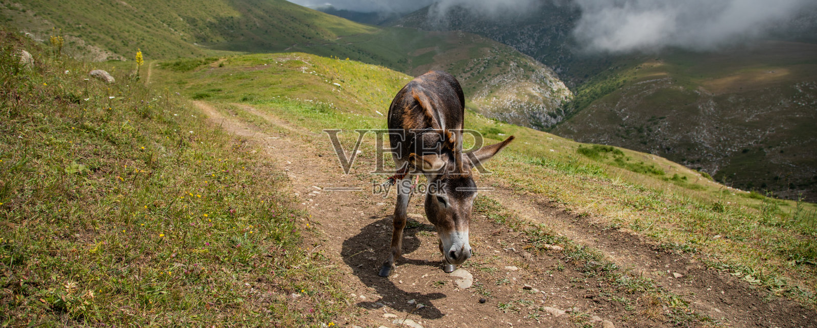 走在山间的驴照片摄影图片