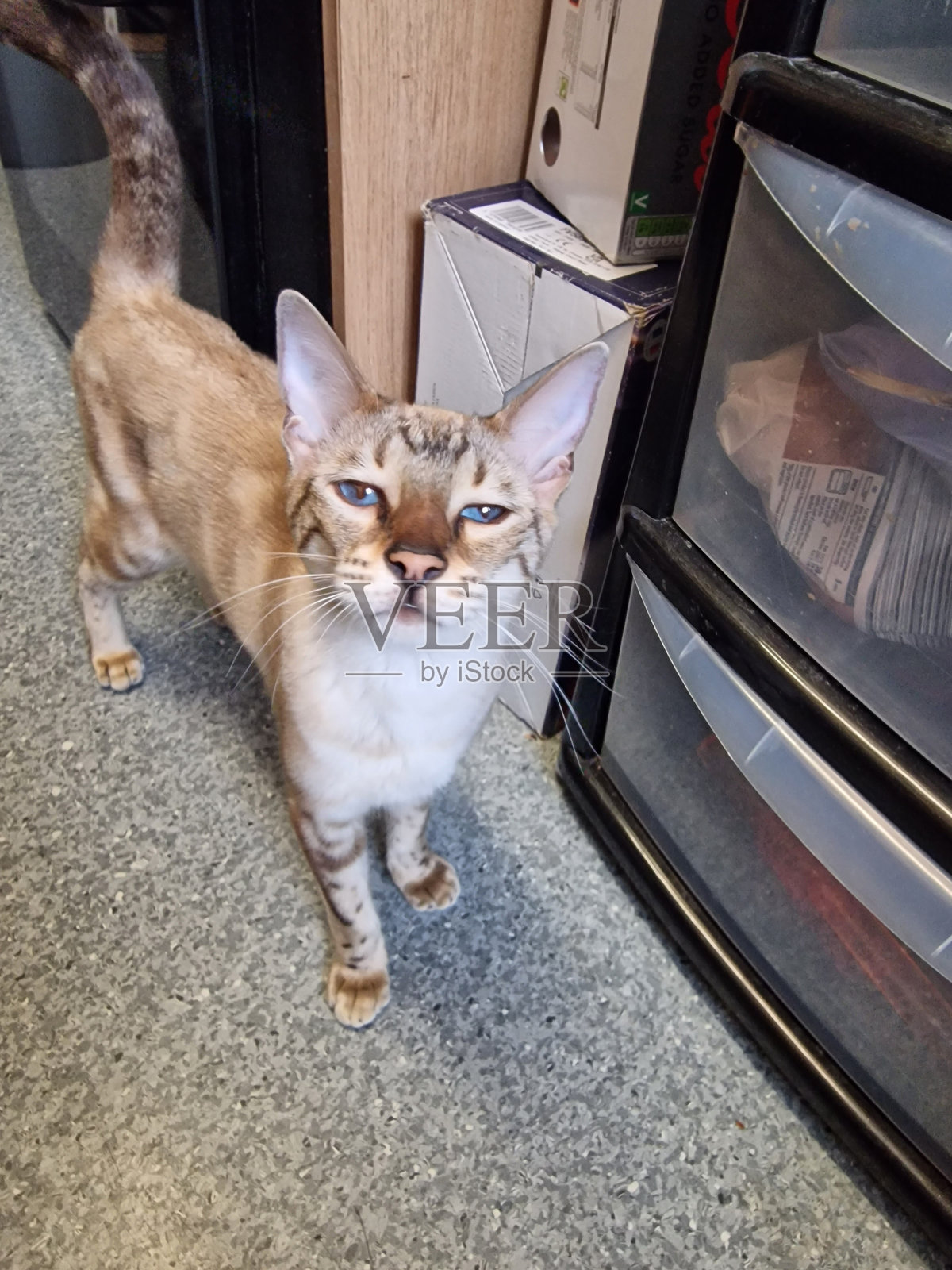 爱斯孟加拉照片摄影图片