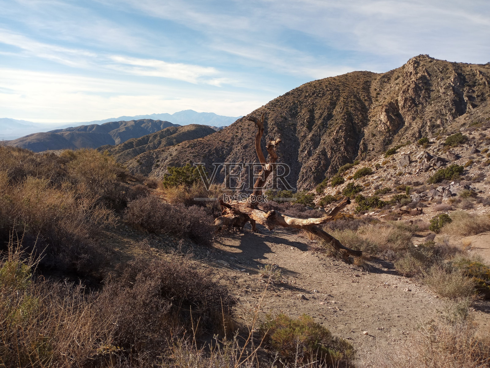 约书亚树的山照片摄影图片