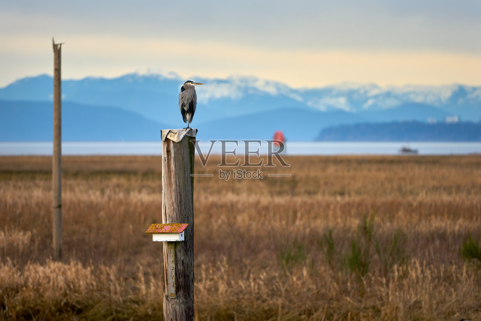 斯特金班克斯苍鹭里士满BC照片摄影图片