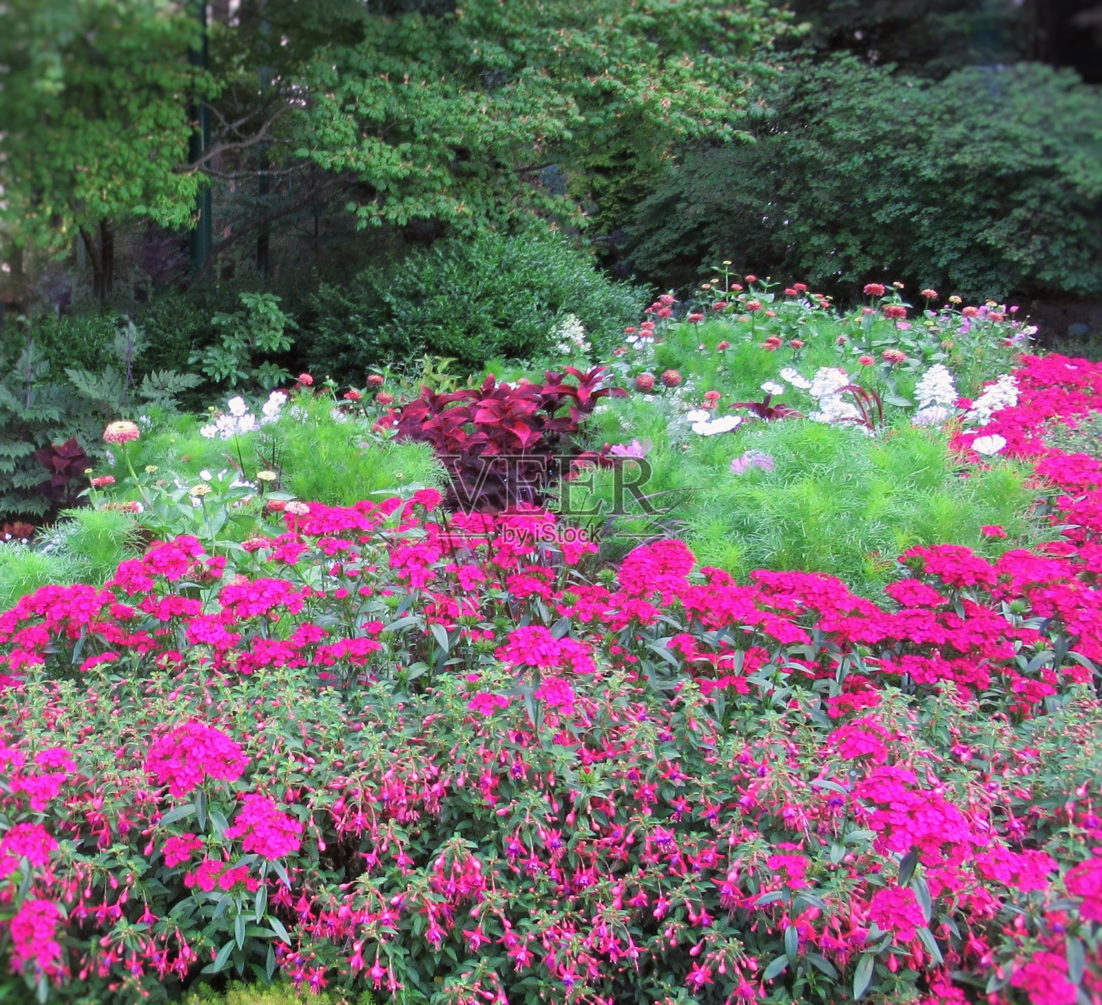 美丽多彩的混合花坛在温哥华公园花园照片摄影图片