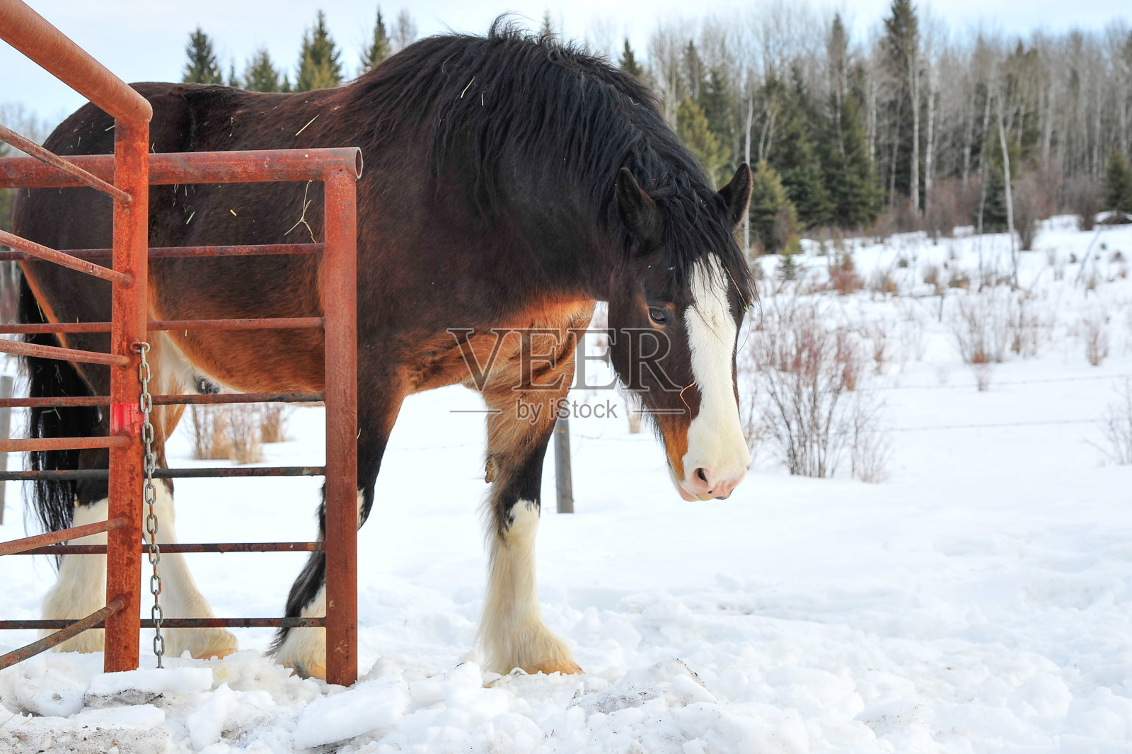 穿过栅栏线照片摄影图片