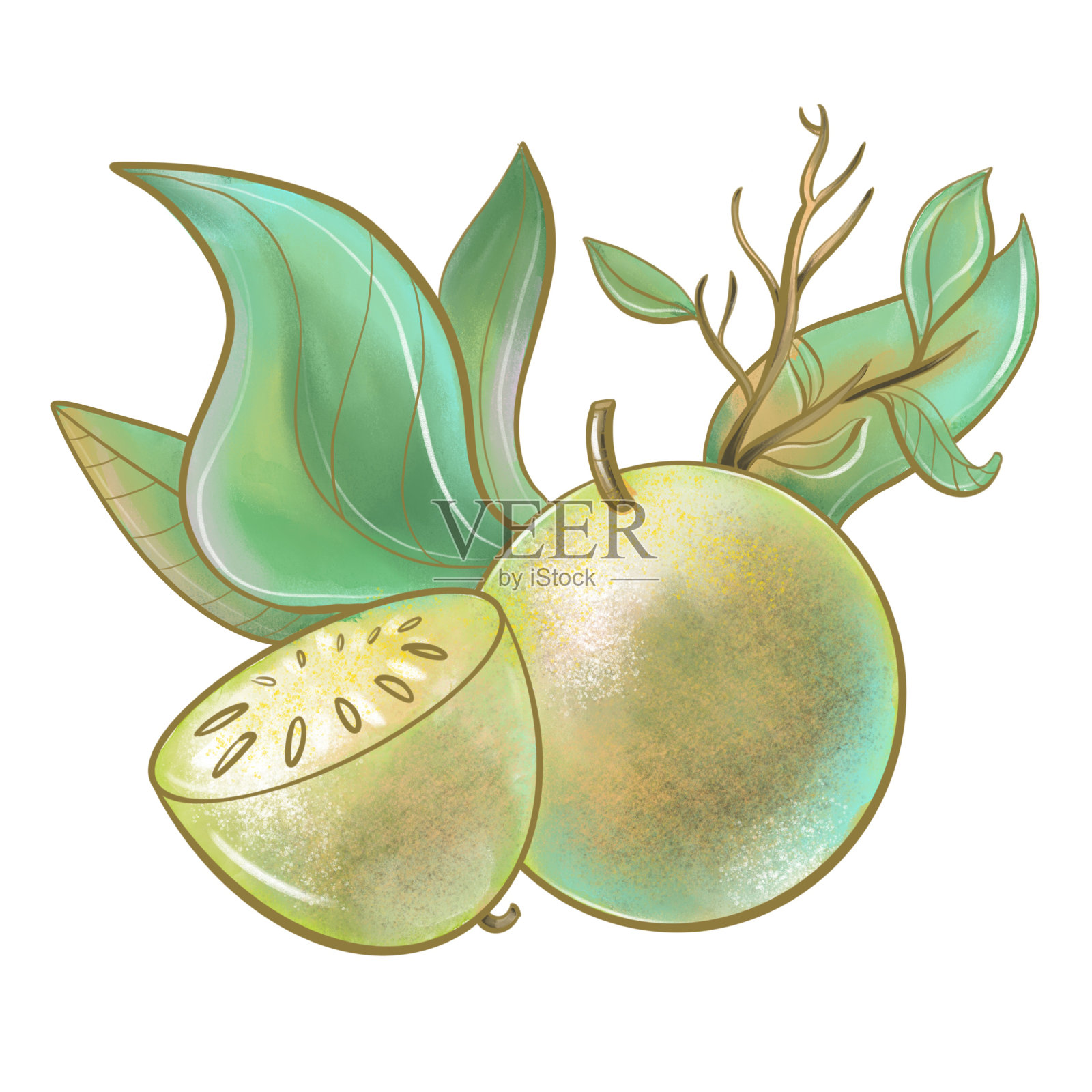 彩色插图异域水果bail matum大理石纹苹果树热带菜植物近距离在剖面设计元素打印设计元素图片