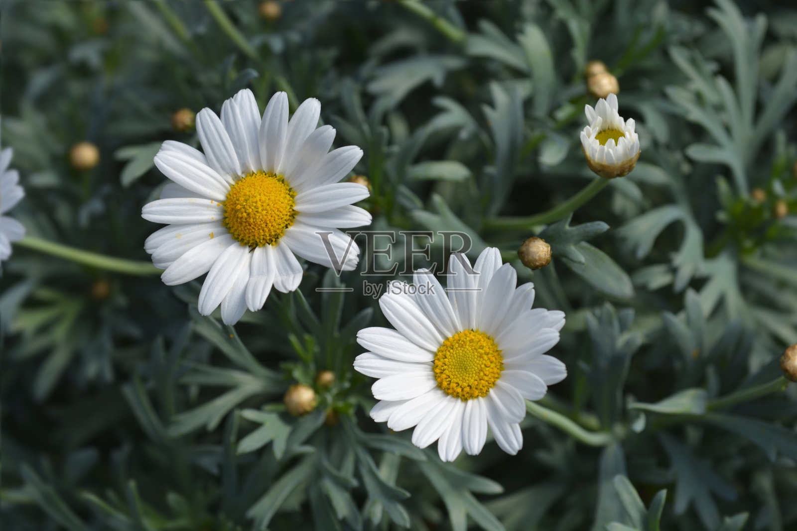 白色的雏菊雏菊照片摄影图片