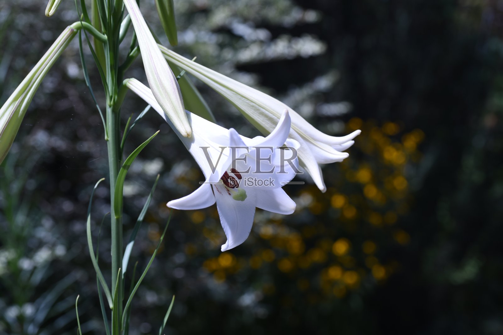 台湾百合(台湾百合)花。照片摄影图片