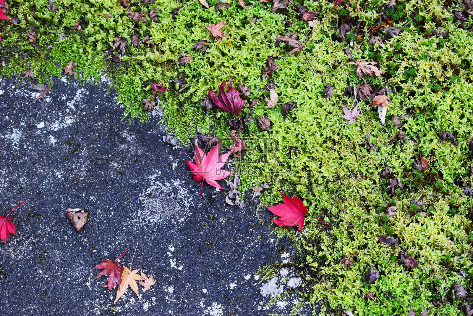 枫叶和岩石上的苔藓照片摄影图片