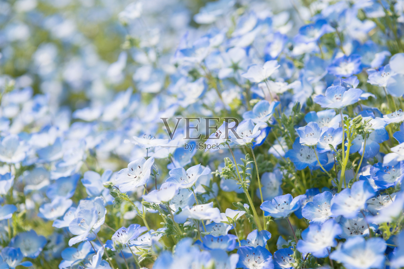 尼莫菲拉照片摄影图片