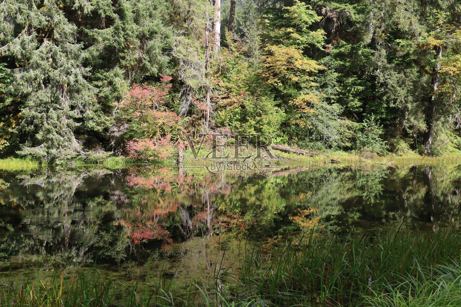 华盛顿奥林匹克国家公园的可可豆雨林照片摄影图片