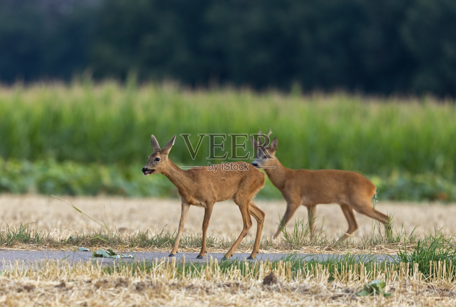 罗巴克公司和能源部照片摄影图片