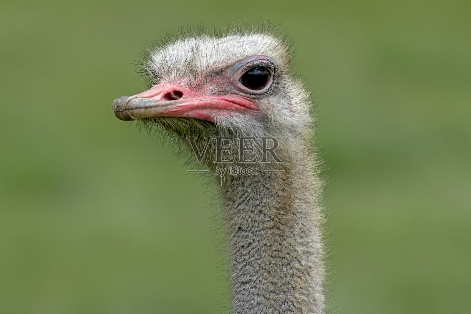 鸵鸟头照片摄影图片
