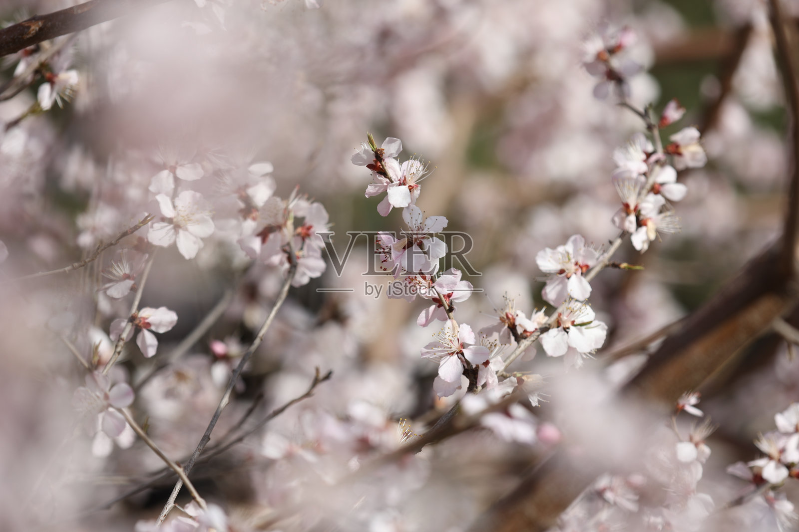 春天开花照片摄影图片