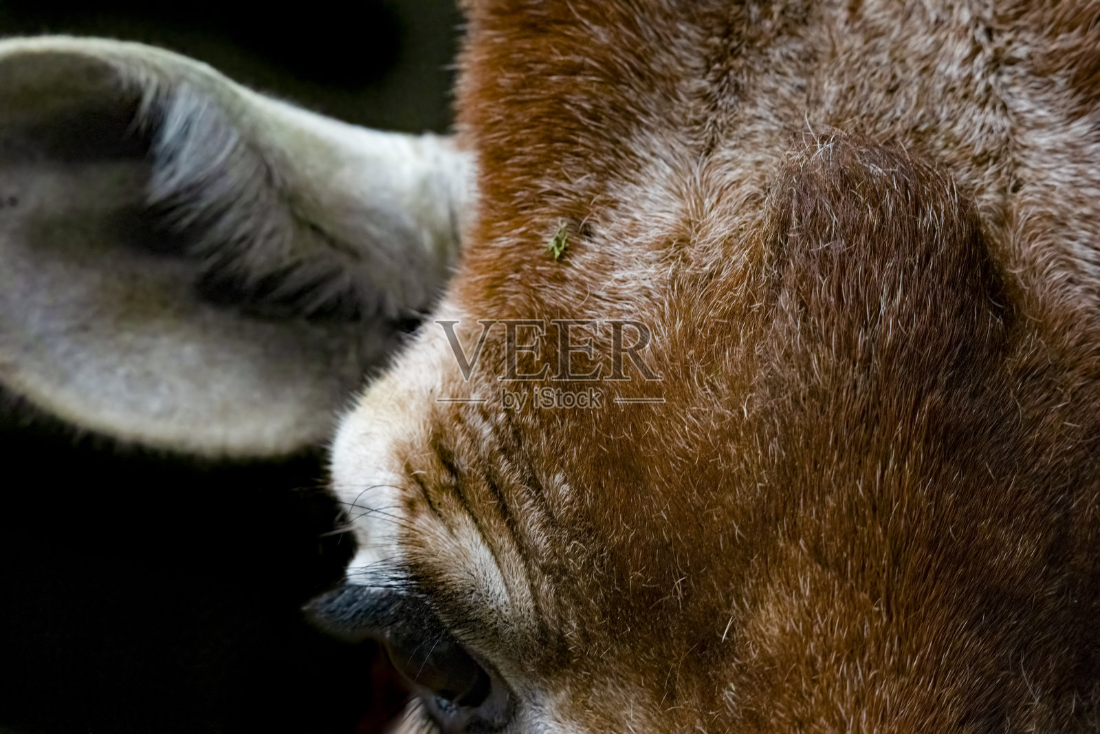 网状长颈鹿极端近距离照片摄影图片