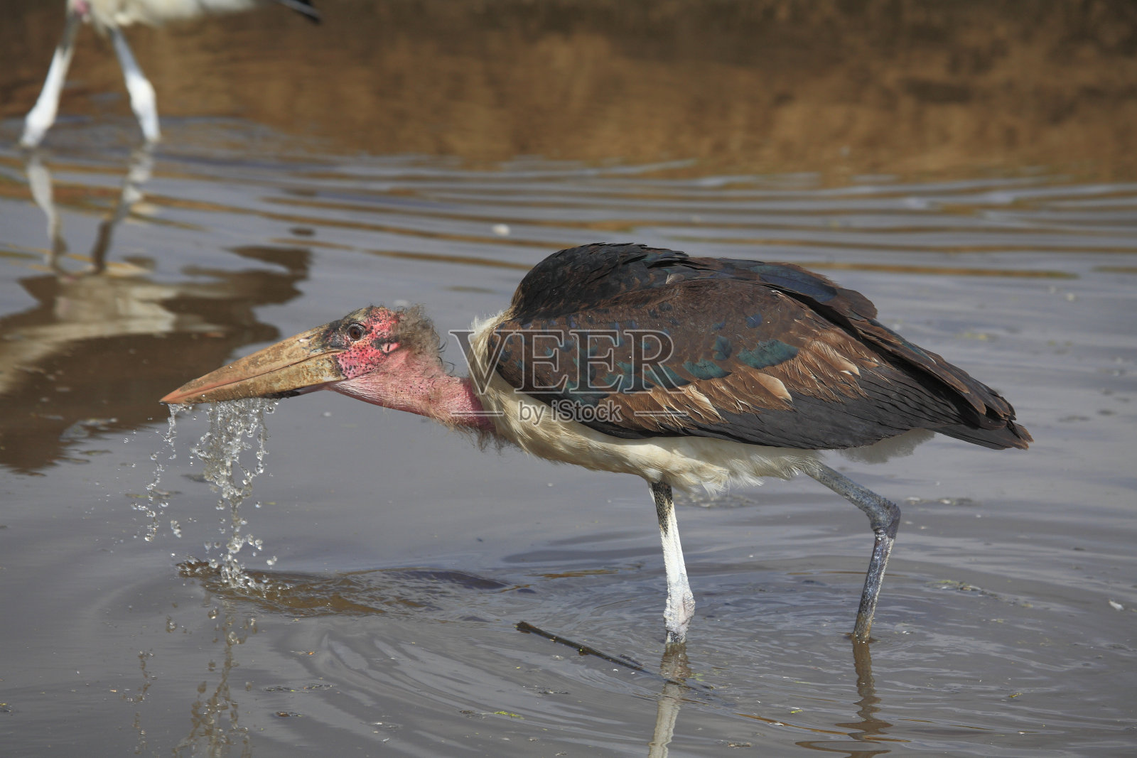 马拉布鹳 - 十字鹳照片摄影图片