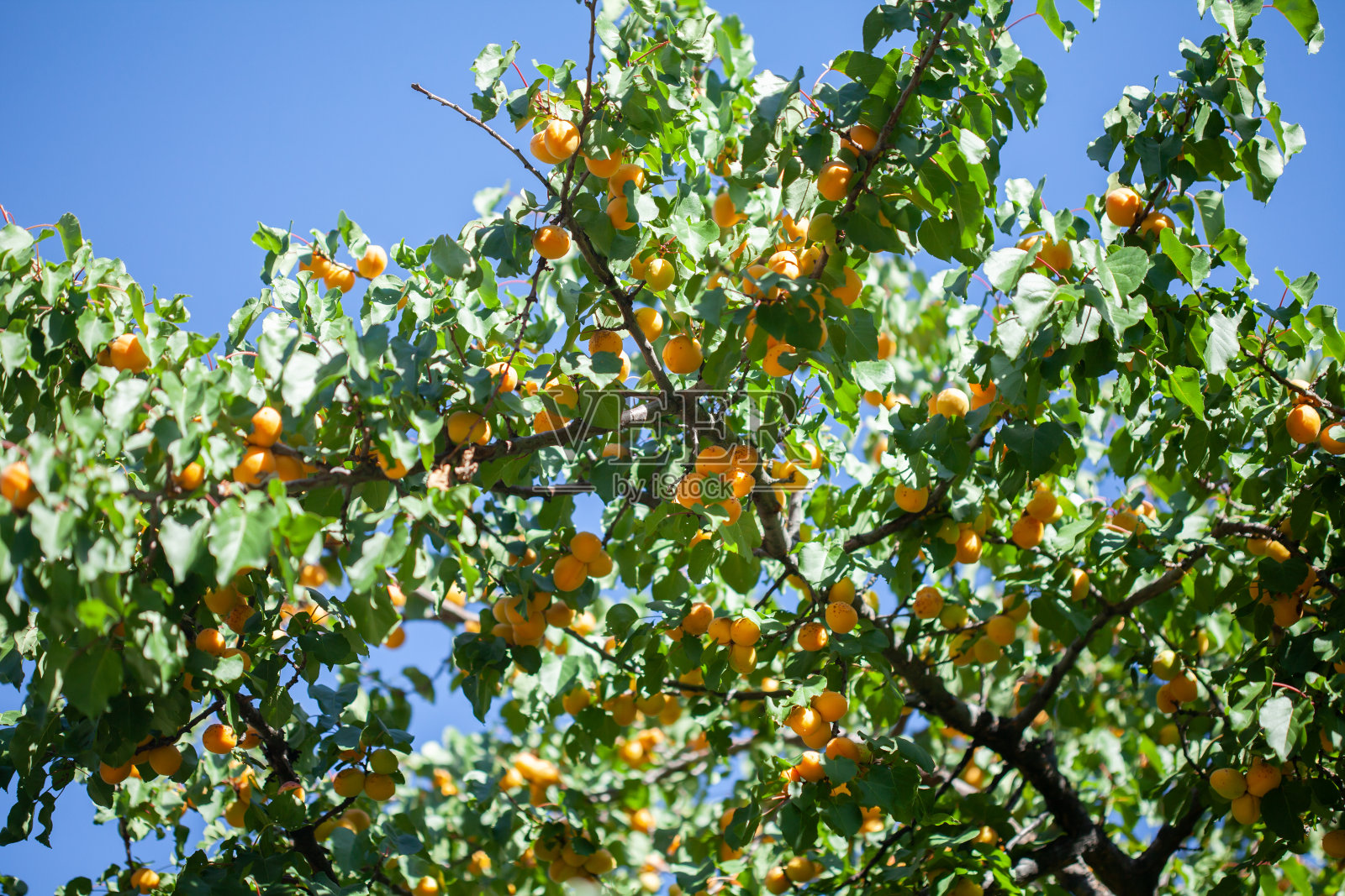 杏树照片摄影图片