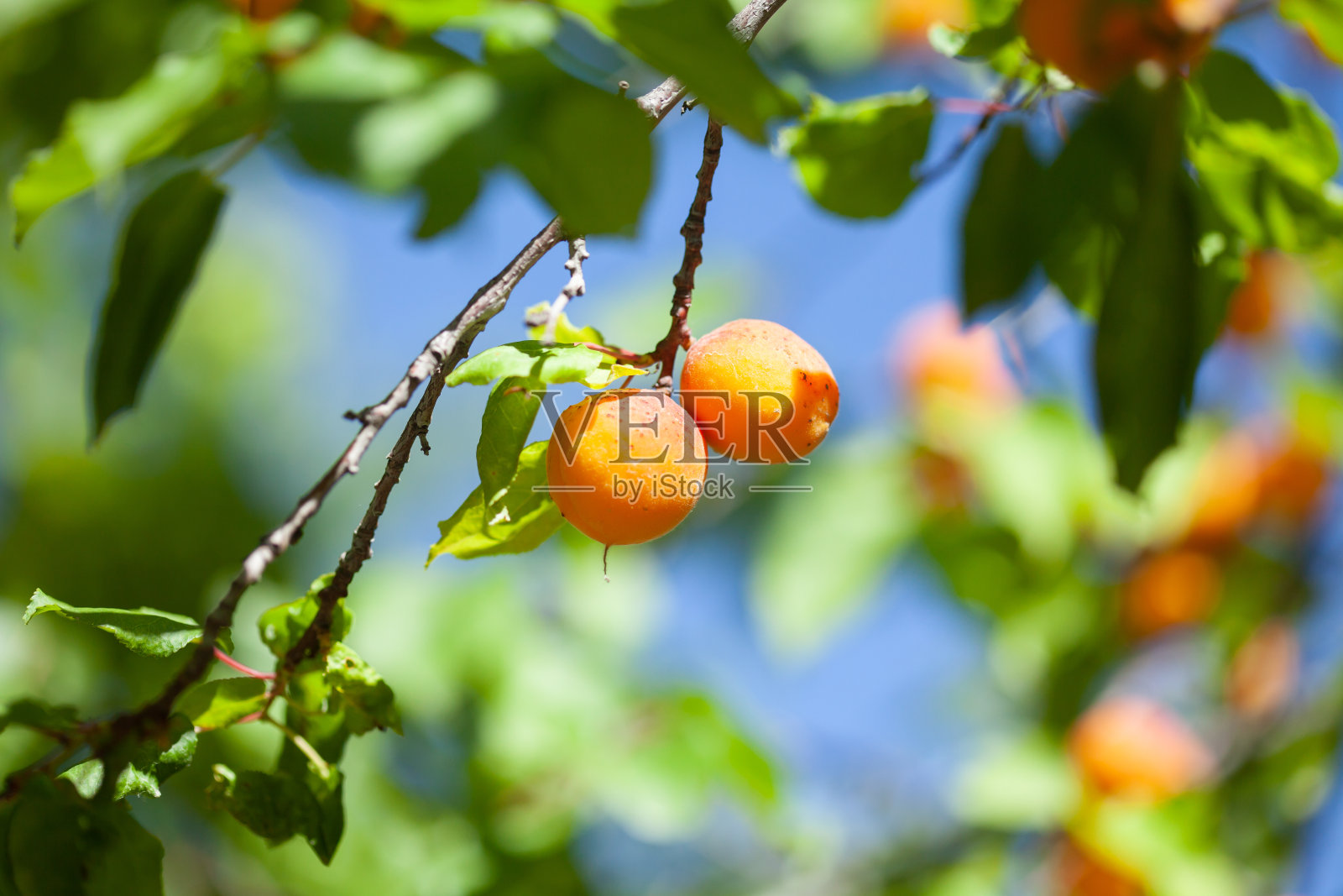 杏果实照片摄影图片