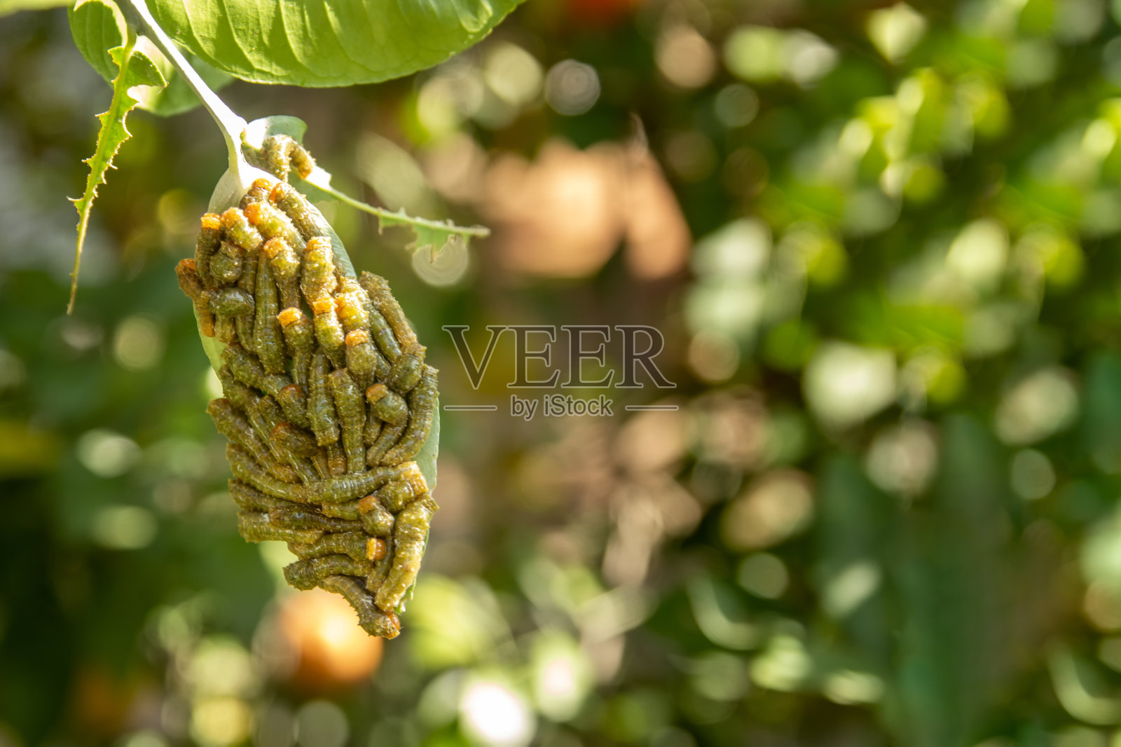 柠檬树叶子上的幼虫(毛虫)照片摄影图片