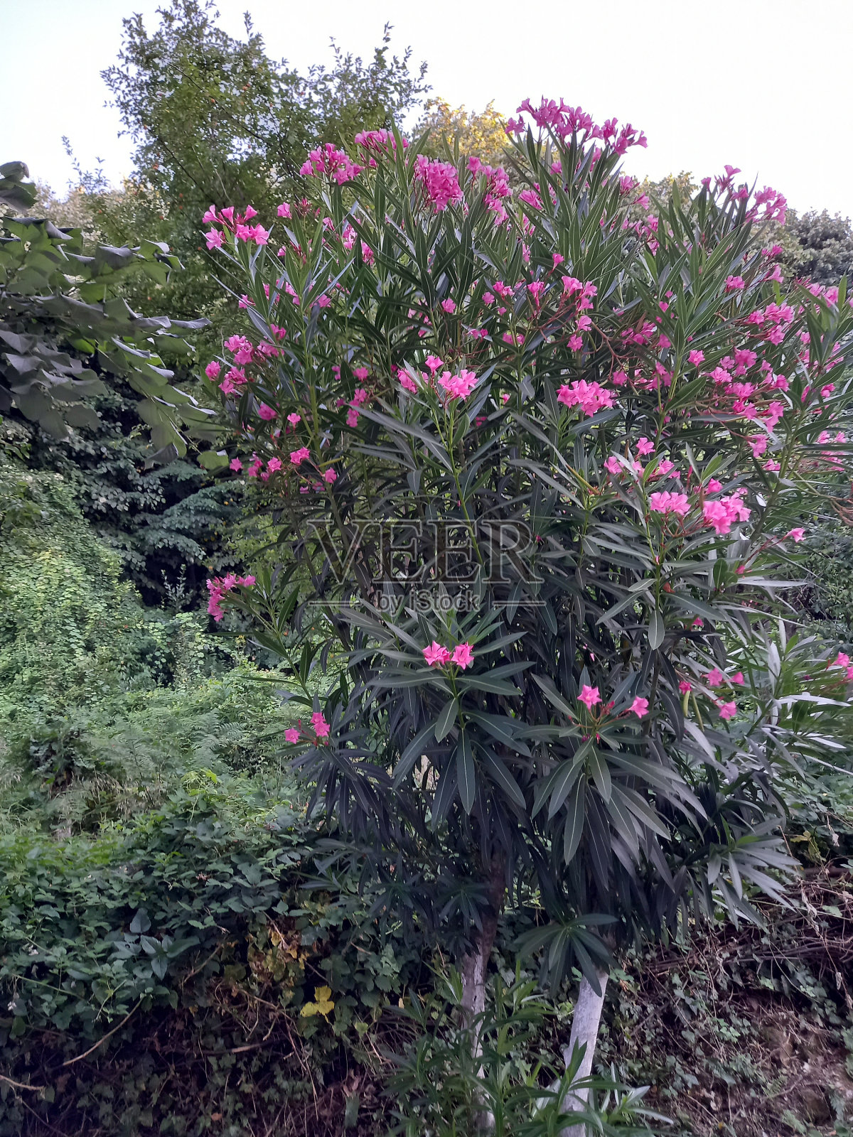 五彩缤纷的花朵在花盆里照片摄影图片