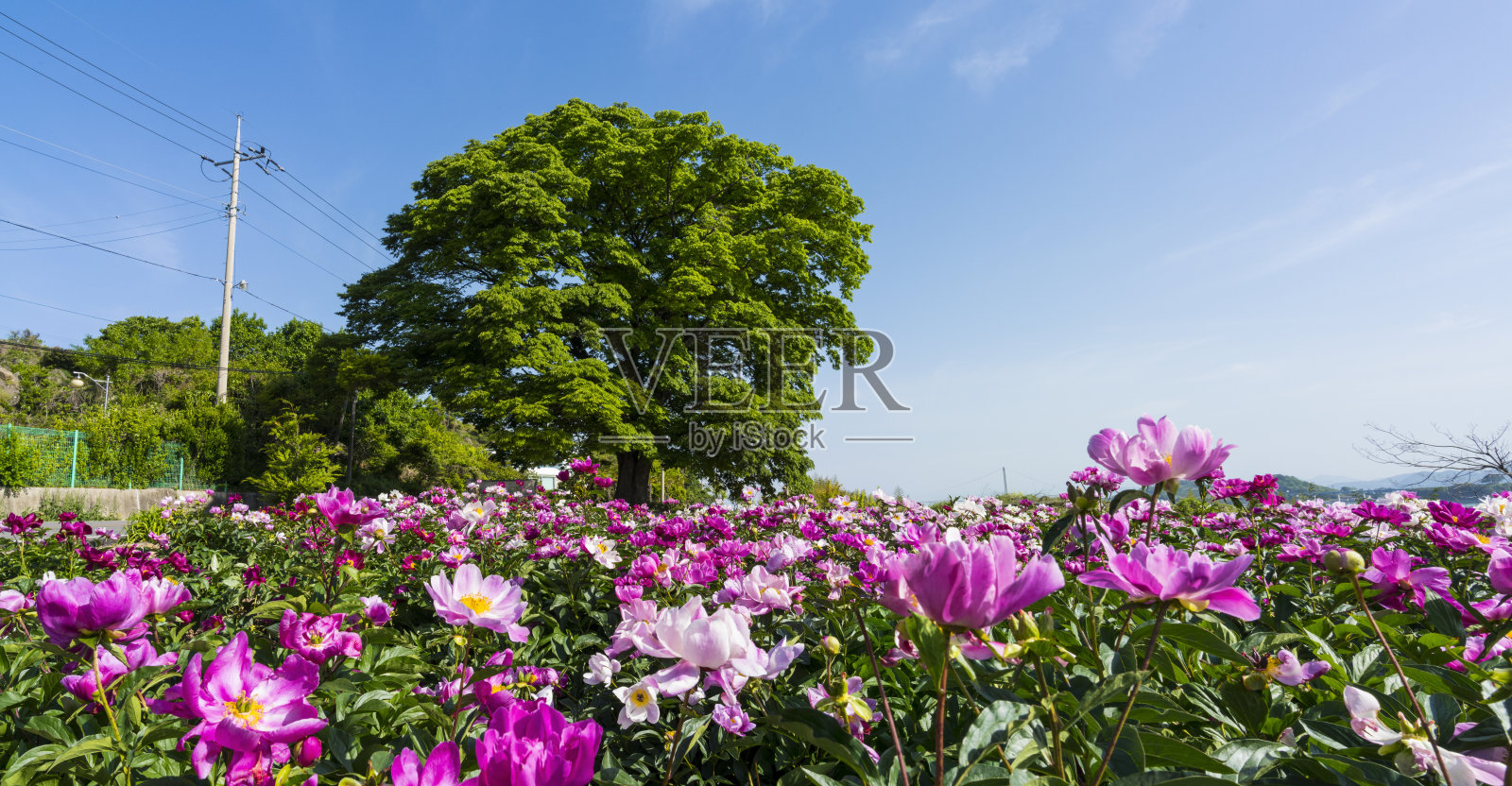 美丽的牡丹盛开在牡丹园。照片摄影图片