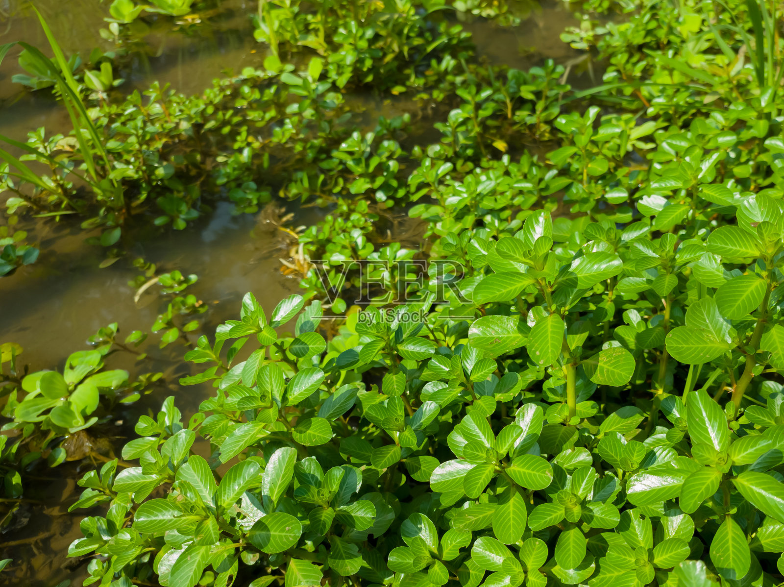 月见草照片摄影图片