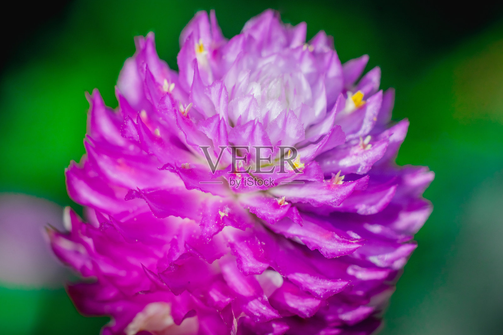 粉红色的花照片摄影图片