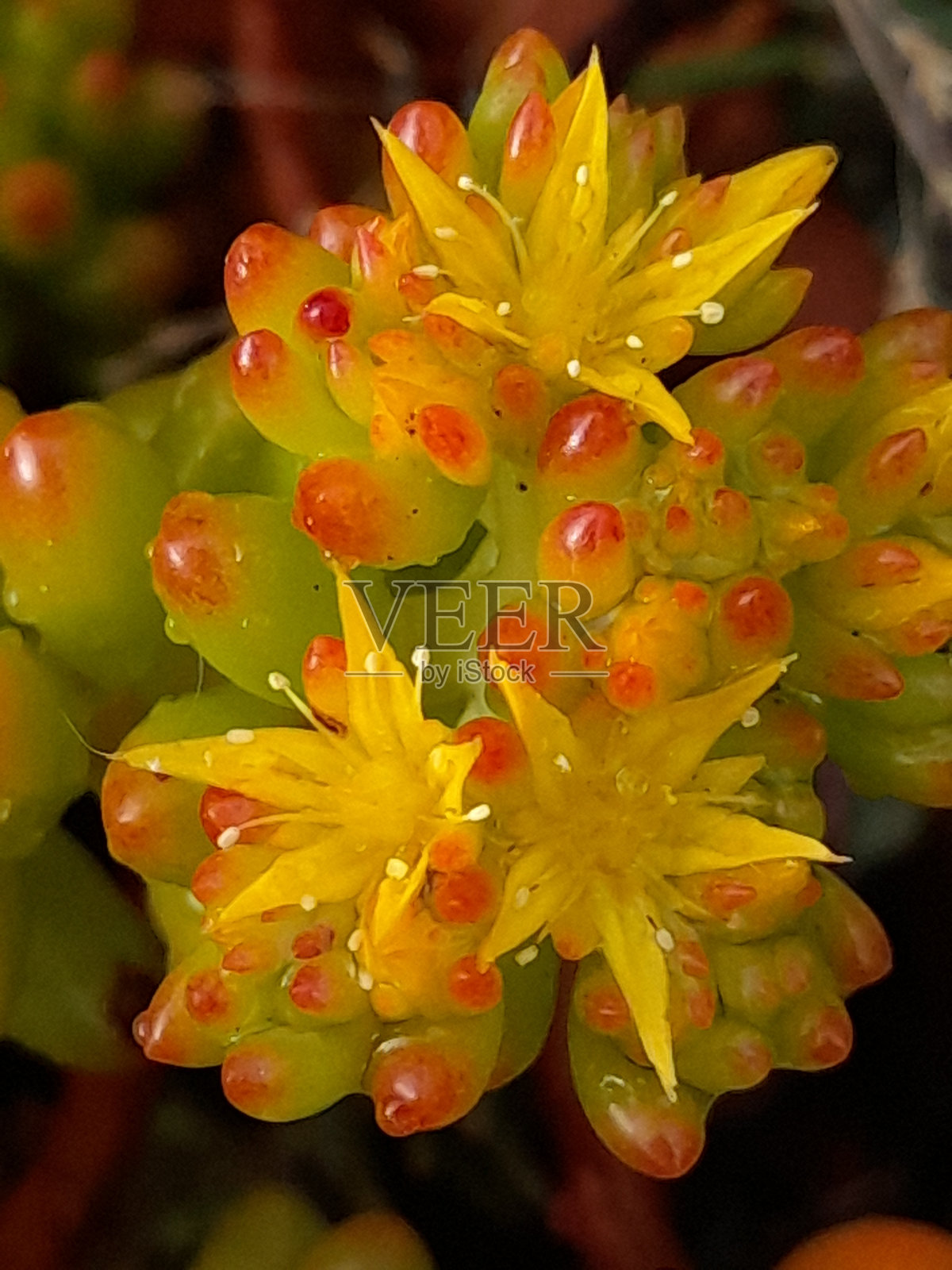 盛开的红景天照片摄影图片