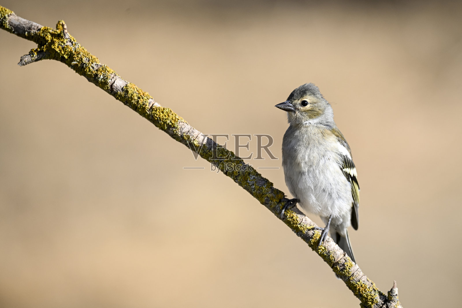 普通雀鸟或Fringilla coelebs -小雀形目鸟照片摄影图片