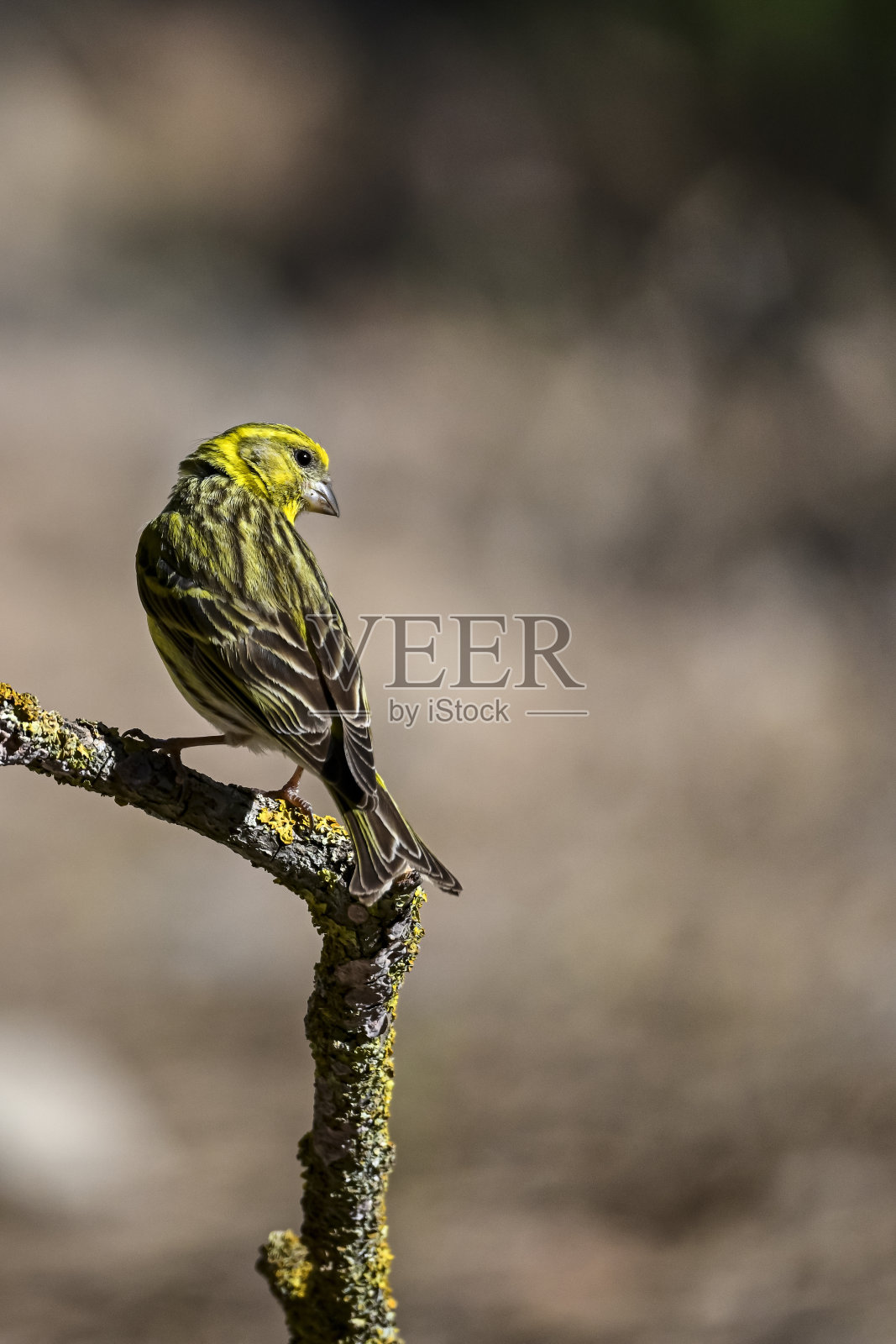 Serinus Serinus -铜绿或serin是雀形目鸟类在羽绒科的一种照片摄影图片