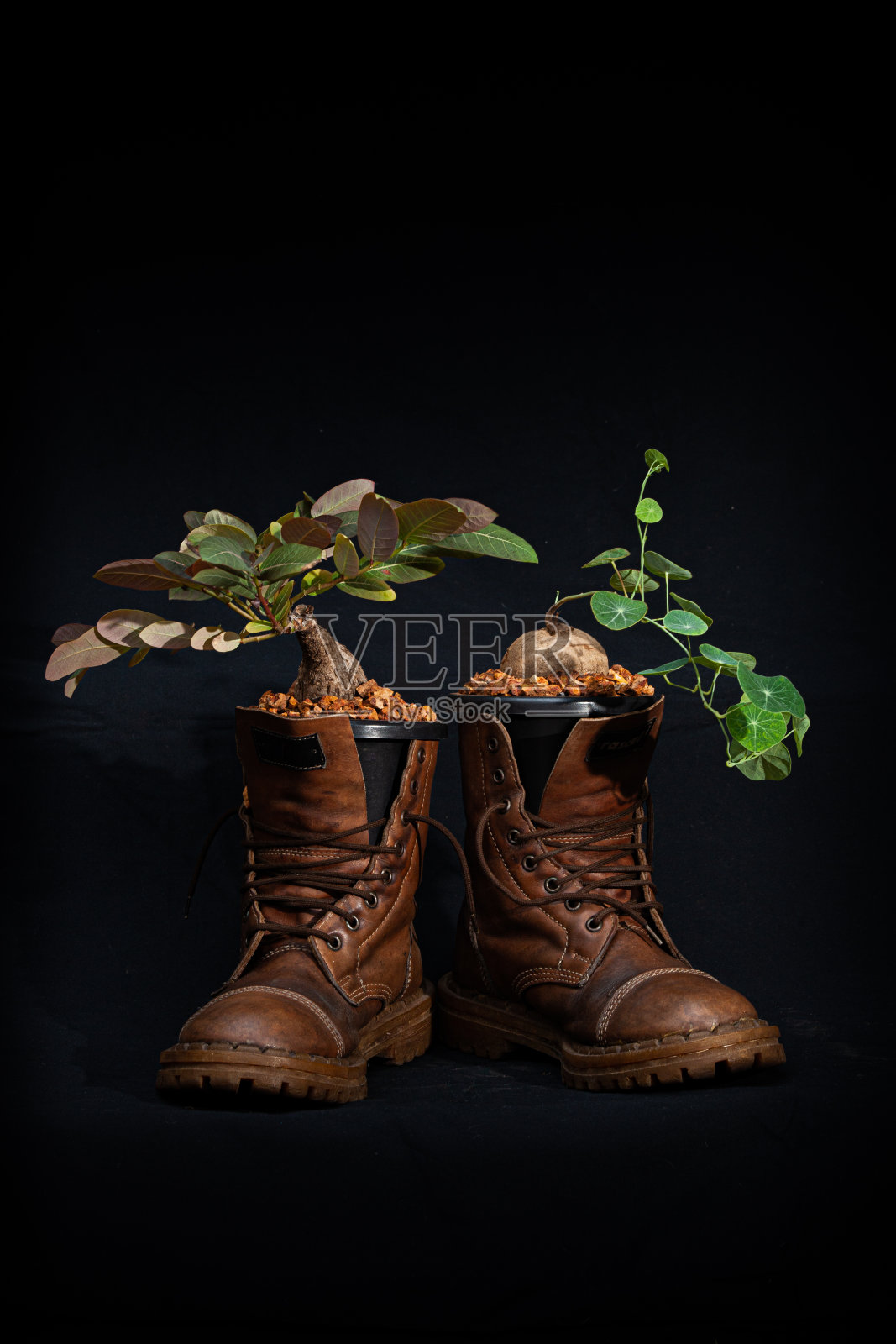 把植物放在靴子里。照片摄影图片