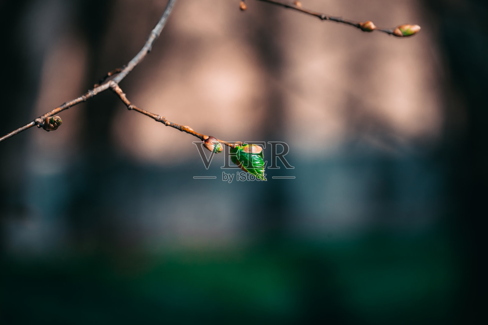 拉脱维亚库尔迪加的树枝上有一个芽和新鲜的绿叶。模糊的背景。照片摄影图片