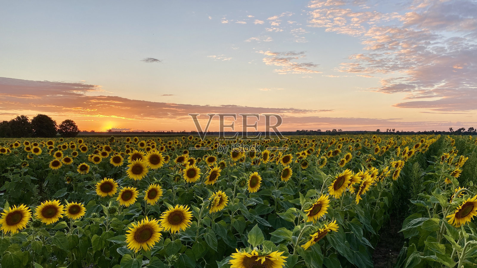 波兰沃洛达瓦附近的向日葵田照片摄影图片