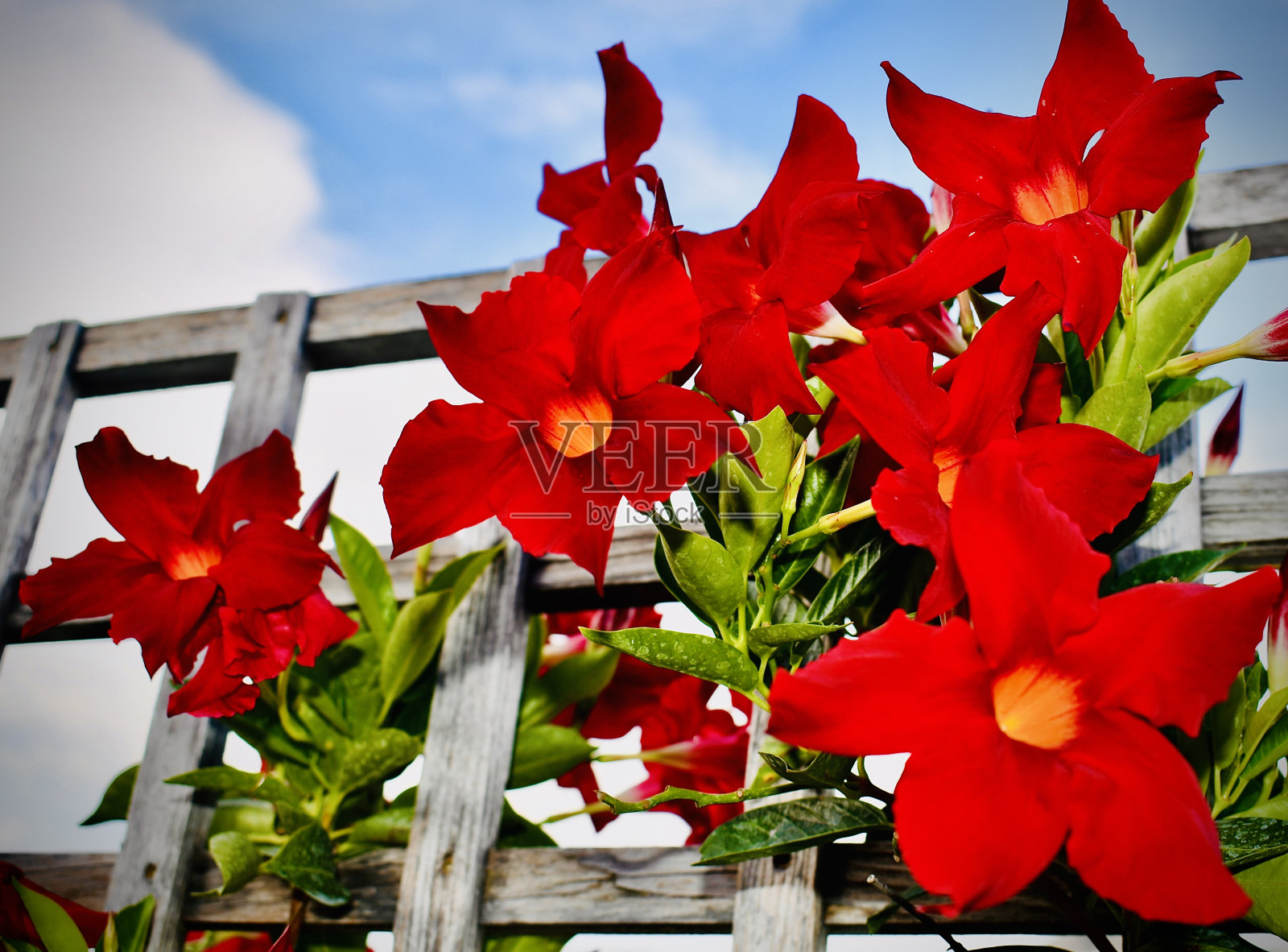 夏天的曼德拉花照片摄影图片
