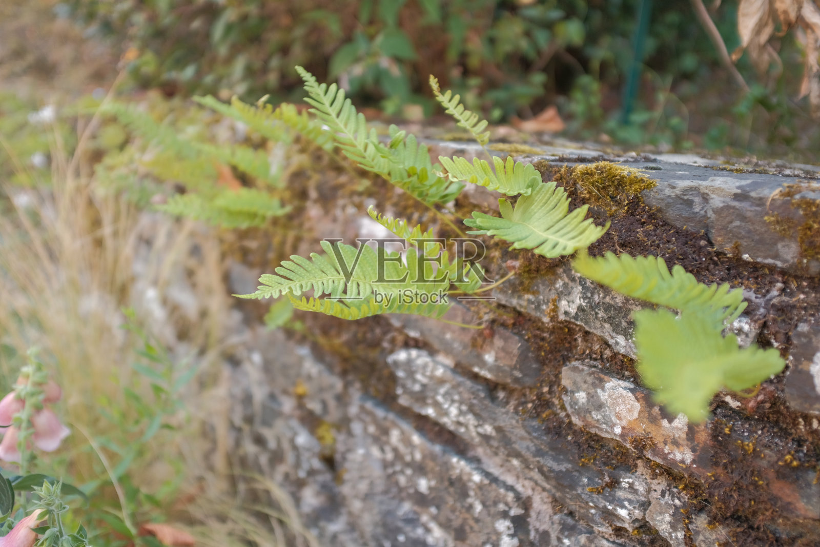根和野生植物生长在垂直的岩石和墙壁之间的村庄加尔吉尔斯在法国郊区。照片摄影图片