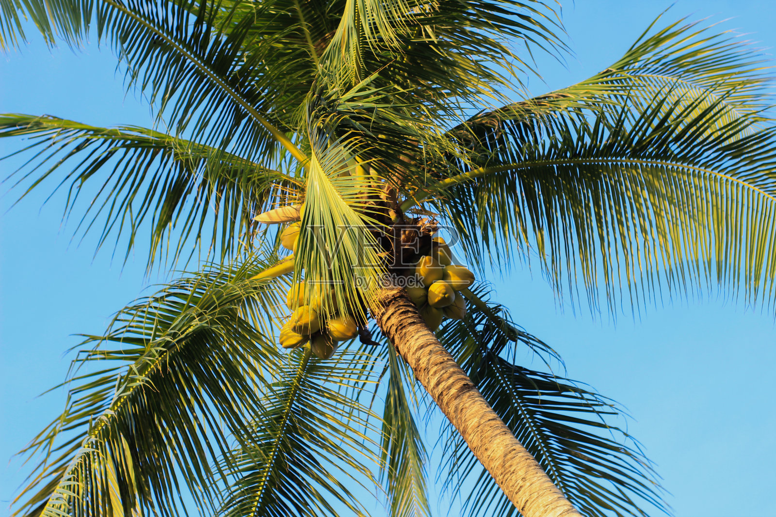 椰子树结黄色的果实照片摄影图片