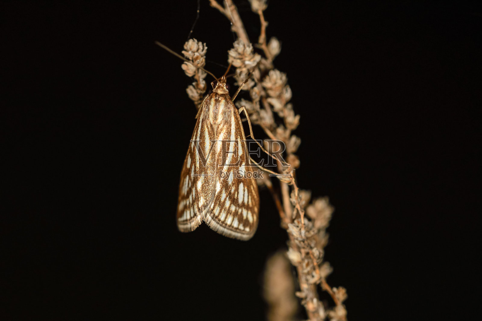 扁蛾是蛾科蛾类的一种照片摄影图片