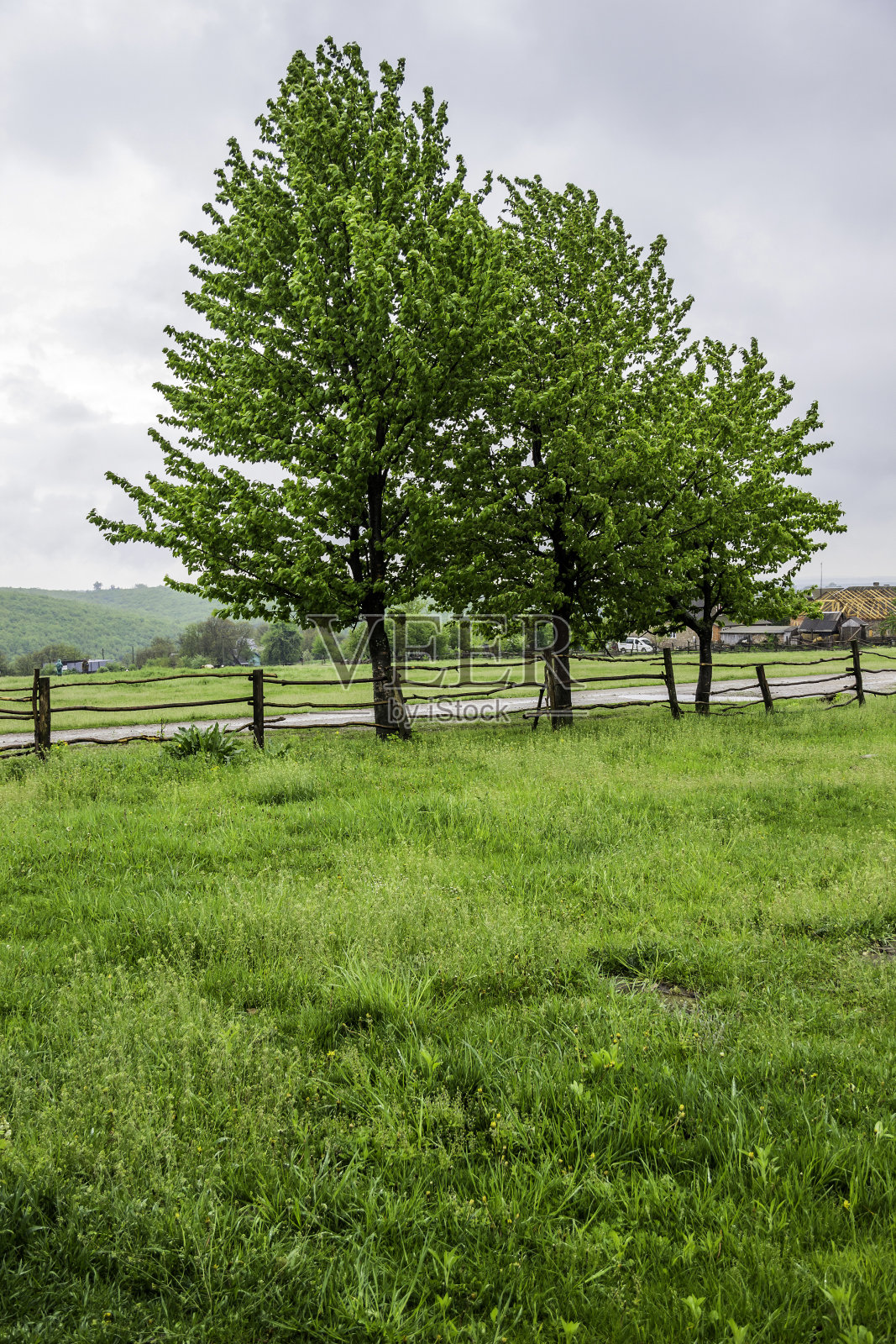乌克兰村庄的木栅栏附近有一些树照片摄影图片