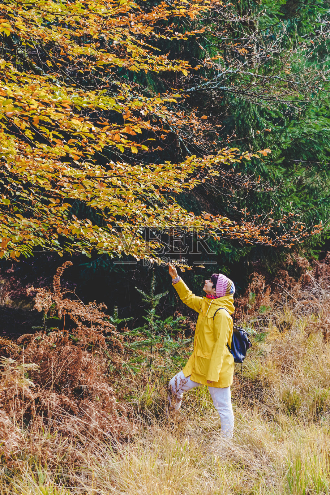 女人在明亮的黄色雨衣享受散步在秋天的森林在自然。情和谐，秋天与自然团圆。放松,个人成就感。当地的旅游。垂直的名片。照片摄影图片