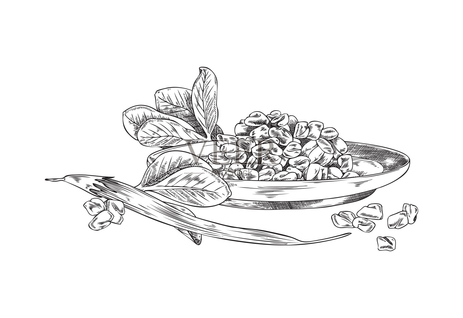 手绘胡芦巴盘，叶子和豆荚素描风格插画图片素材