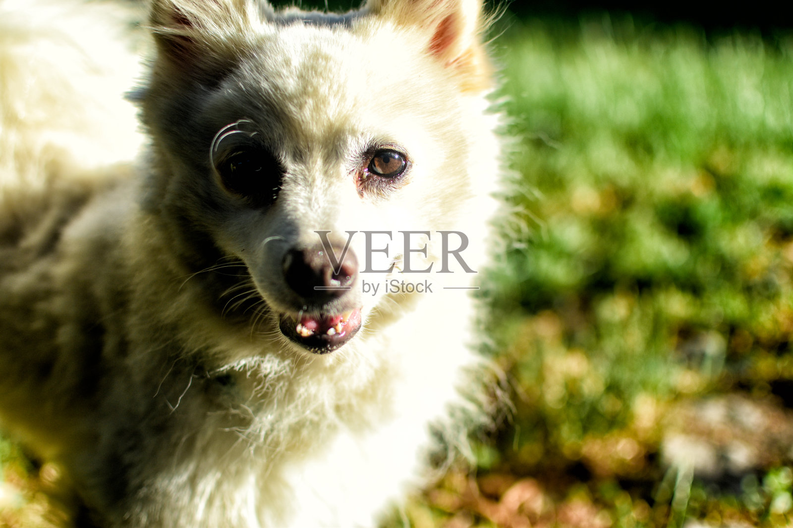 户外可爱的白狗照片摄影图片