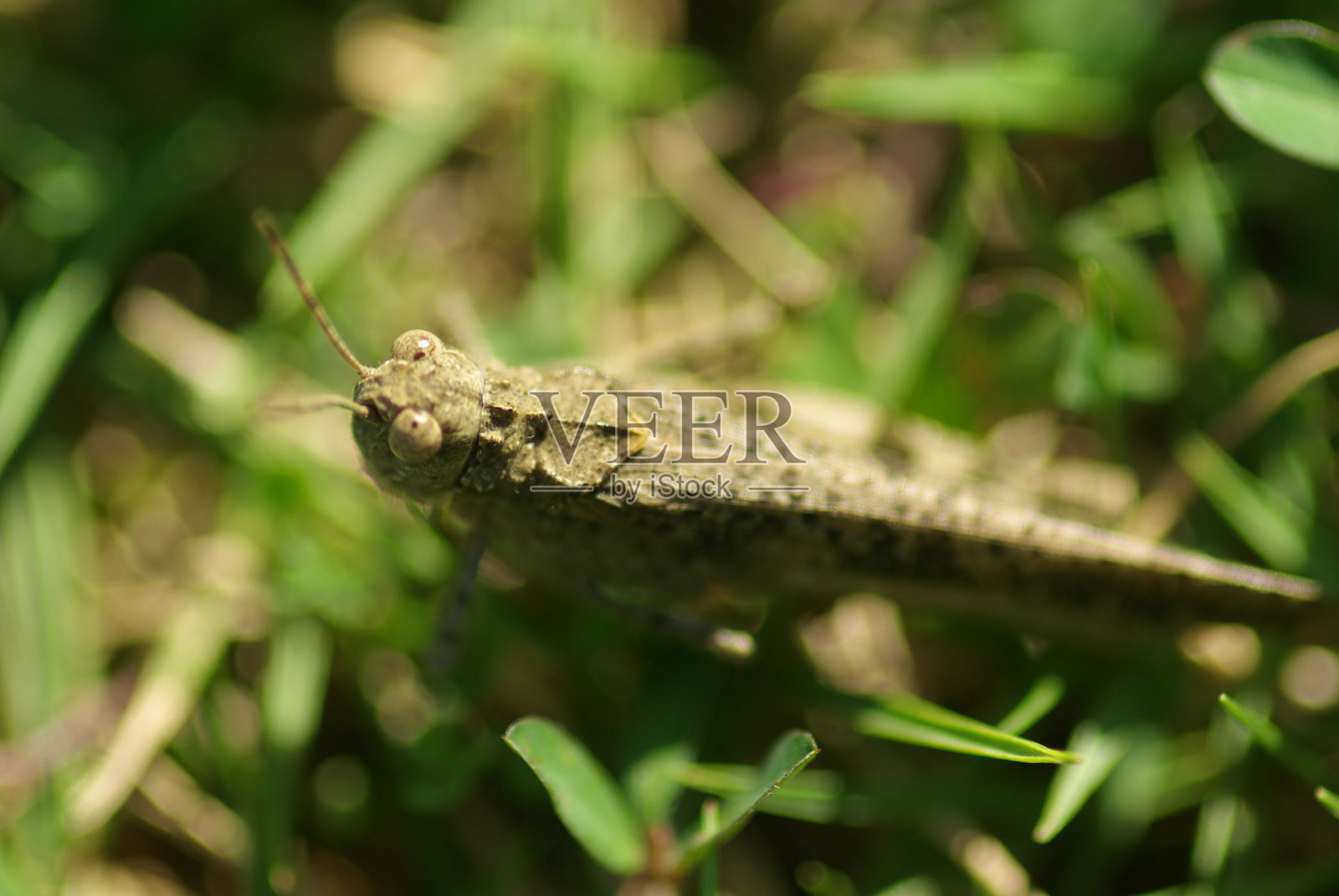 可爱的昆虫。照片摄影图片