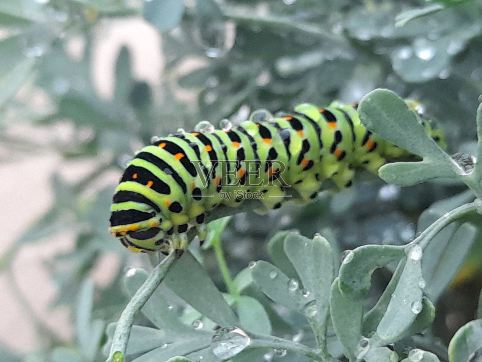 蝶蛹幼虫照片摄影图片