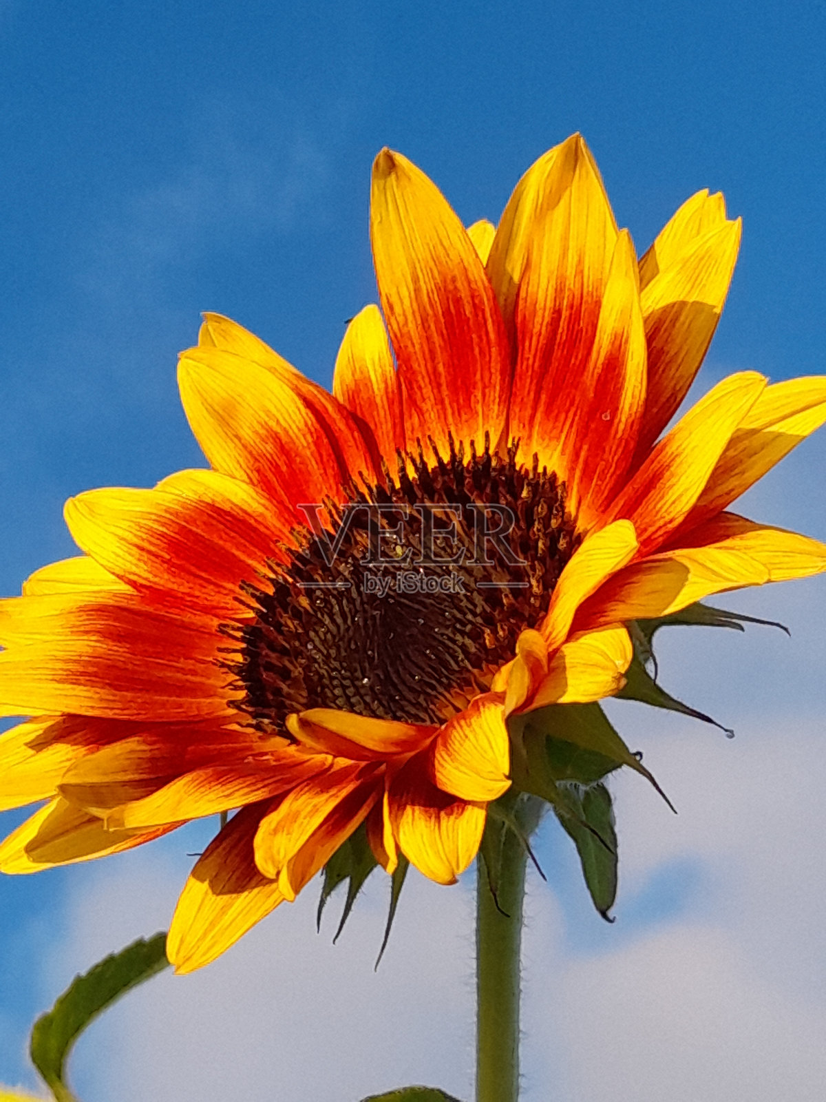 以蓝天为背景的向日葵照片摄影图片