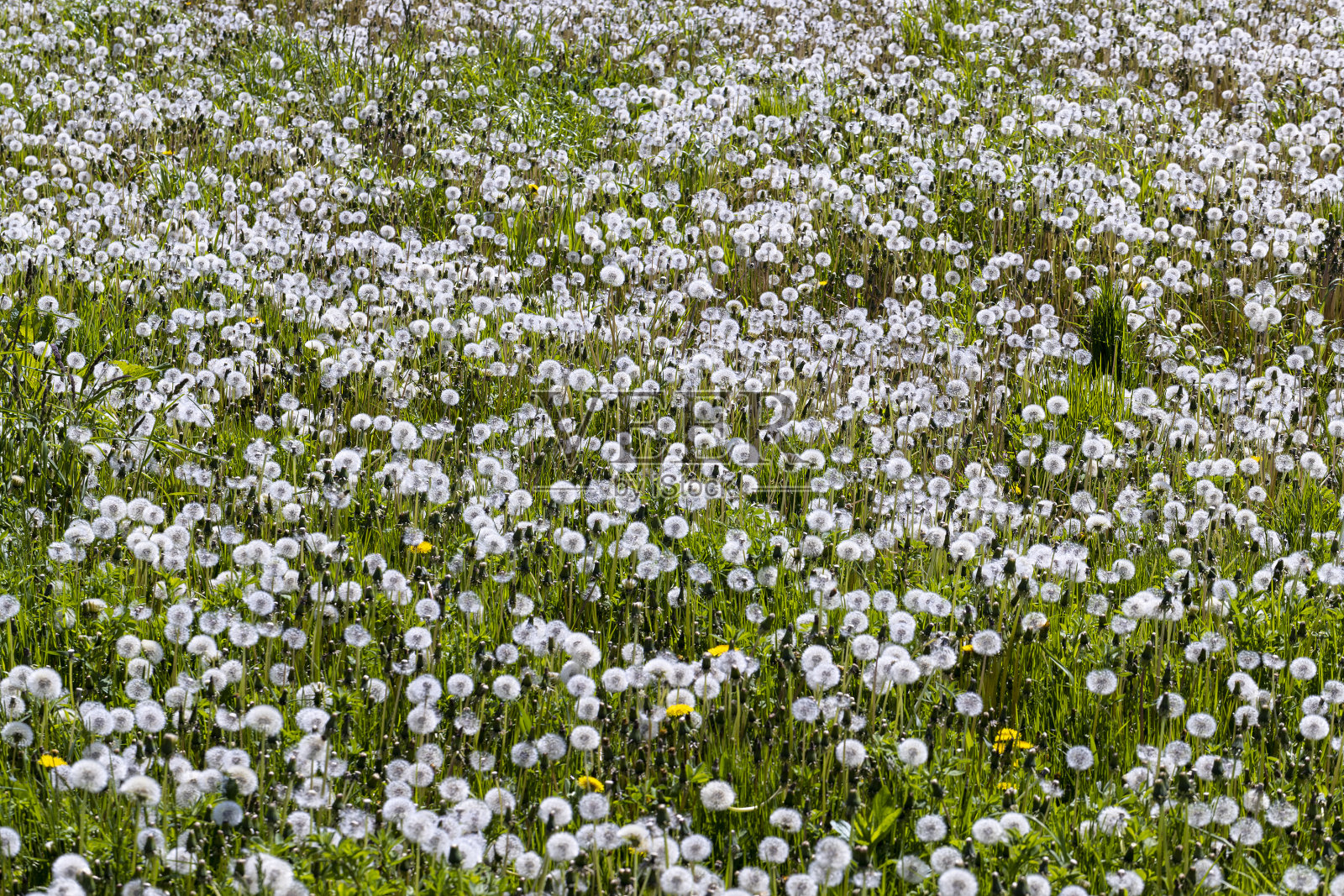 夏天有大量蒲公英的田地照片摄影图片