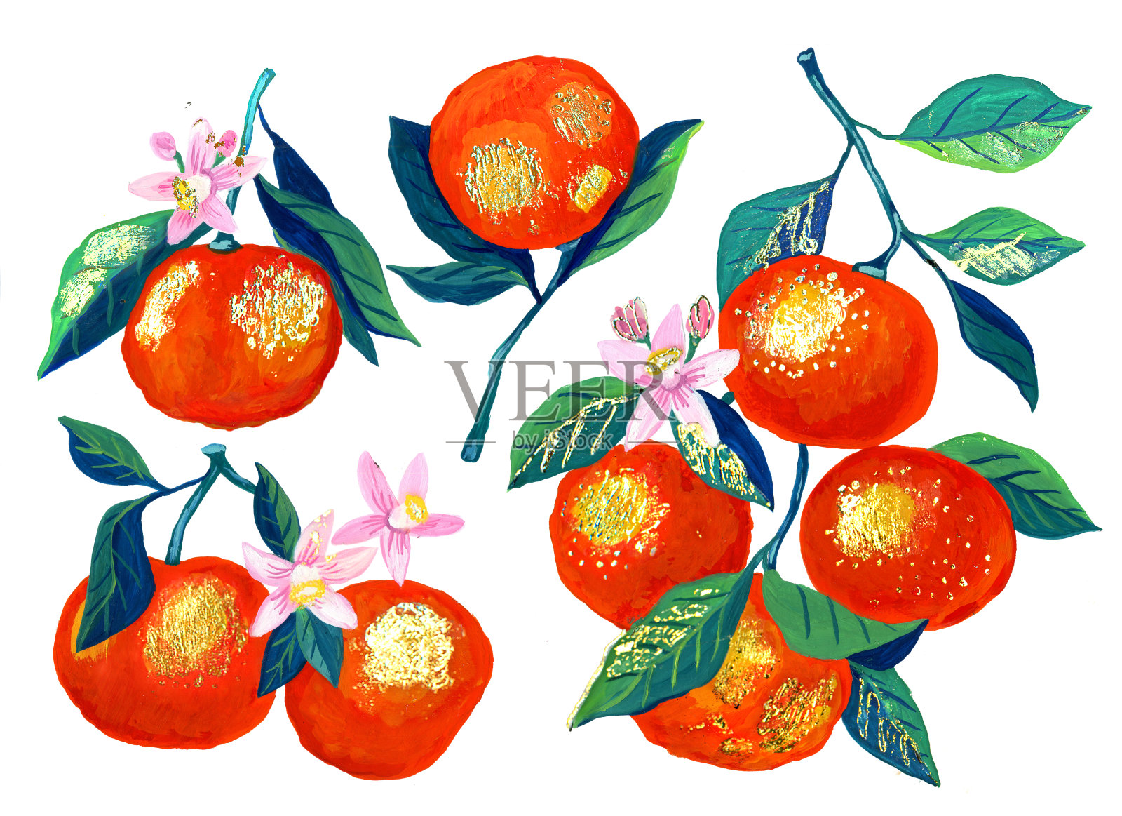 白底上的一组橘子插画图片素材